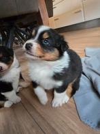 Australische herder puppys (zie fotos), Parvo, 8 tot 15 weken, Meerdere, Meerdere dieren