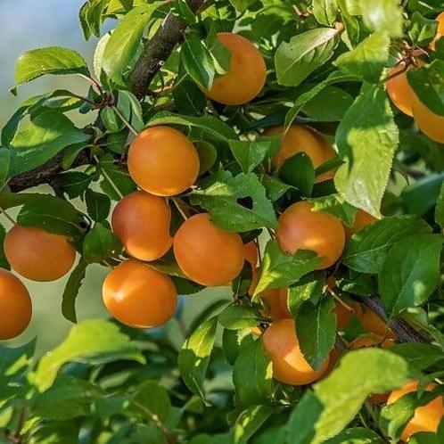Prunus Domestica ‘Mirabelle de Nancy’ + pot 23, Tuin en Terras, Planten | Fruitbomen, Volle zon, Verzenden