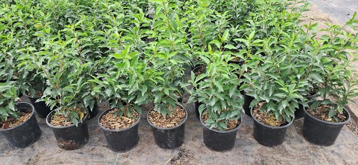Portugese Laurier en gewone Laurier, Tuin en Terras, Planten | Bomen
