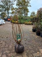 Cephalanthus Occ. Kogelbloem, Ophalen