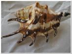 Lambis Tiger schelpen 13 cm. 5 stuks, Ophalen of Verzenden, Nieuw