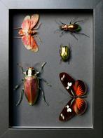 Vlinder Taxidermie volledige montage - Helioconus red x