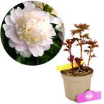 Paeonia lactiflora Shirley Temple + Pot 17cm, Tuin en Terras, Planten | Tuinplanten, Verzenden