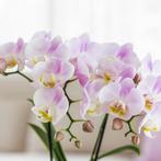 Kolibri Company | Plantenset Valentijn Candy | Roze Phalae, Verzenden, Nieuw