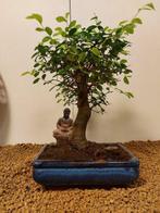 Japanese iep bonsai (Zelkova) - Hoogte (boom): 26 cm -