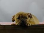 Old English Bulldog pups! t Gezonde type, Mogen direct mee!, Parvo, Nederland, 8 tot 15 weken, Bulldog