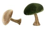 Decoratieve fluwelen paddenstoelen groen - beige, Huis en Inrichting, Nieuw, Verzenden