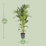 Howea Forsteriana - Ø21cm - 130cm, Verzenden