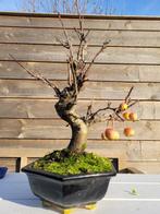 malus halliana bonsai in mooie bonsaischaal - Hoogte (boom):