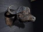 Large Cape Buffalo - Taxidermie wandmontage - Syncerus, Nieuw