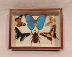 Vlinder Taxidermie volledige montage - Lepidoptera - 20 cm -, Verzamelen, Dierenverzamelingen, Nieuw