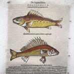 Conrad Gesner [Konrad Gessner] 1516-1565: Fischbuch:, Antiek en Kunst