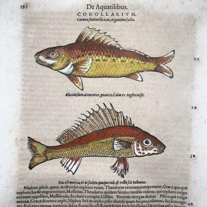 Conrad Gesner [Konrad Gessner] 1516-1565: Fischbuch:, Antiek en Kunst, Antiek | Boeken en Bijbels
