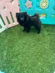 Super lief pomeranian pomeriaan reutje, perfect bij kids