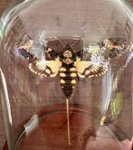Mot Taxidermie volledige montage - Femelle Sphinx tête de, Verzamelen, Nieuw
