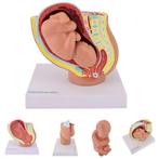 Anatomie model zwangerschap mini (40 weken), Verzenden, Nieuw