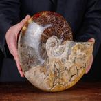 Exclusieve Poolse Cleoniceras - Gefossiliseerde schelp -, Verzamelen, Mineralen en Fossielen