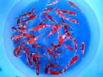 Kanno 13-16cm  Goshiki mix (Japanse Koi), Dieren en Toebehoren, Vissen | Vijvervissen, Karper of Koi
