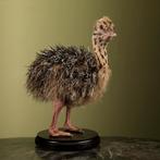 Struisvogel Kuiken Taxidermie Opgezette Dieren By Max, Verzamelen, Dierenverzamelingen, Ophalen of Verzenden, Nieuw, Vogel, Opgezet dier