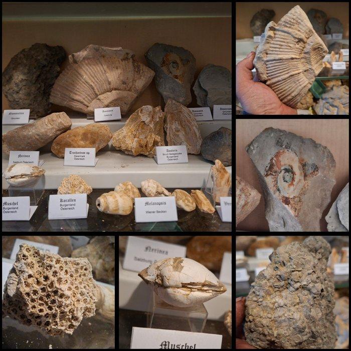 Oude fossielenverzameling met meer dan 20 stuks - Fossiele, Verzamelen, Mineralen en Fossielen