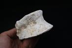 Mosasaurus - Fossiel wervelbot - Mosasaurus Vertebra (Zonder, Verzamelen, Mineralen en Fossielen