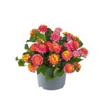 Lantana - Rose Sunrise, Ophalen of Verzenden