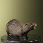 Beverrat Taxidermie volledige montage - Myocastor coypus -, Verzamelen, Nieuw