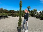 Italiaanse cypres / cipressen te koop Cupressus sempervirens, Tuin en Terras, Planten | Bomen, 100 tot 250 cm, Volle zon, In pot