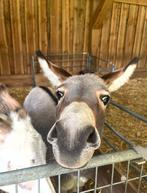 Studio te huur in Maastricht - 1 m² - 2 kamer(s) - 2 kamers, Maastricht