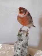 kanarie Taxidermie volledige montage - Domestica canaria - 0, Nieuw