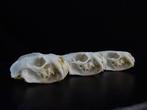 Mink Schedel - Neovison vison - 8 cm - 3.5 cm - 4 cm-, Nieuw