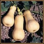 Waltham Butternut - 250 zaden Waltham Butternut, Ophalen of Verzenden, Nieuw