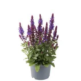 Salvia nemorosa Marvel Dark Blue (vaste planten), Tuin en Terras, Planten | Tuinplanten, Overige soorten, Vaste plant, Volle zon