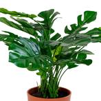 Monstera, Verzenden, Nieuw
