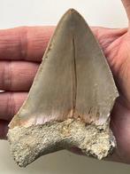 Megalodon tand 10 cm - Fossiele tand - Carcharocles, Nieuw