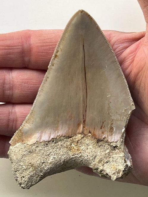 Megalodon tand 10 cm - Fossiele tand - Carcharocles, Verzamelen, Dierenverzamelingen