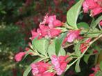 Weigela 'Bristol Ruby' , rode weigelia, Tuin en Terras, Planten | Tuinplanten, Vaste plant, Ophalen of Verzenden, Overige soorten