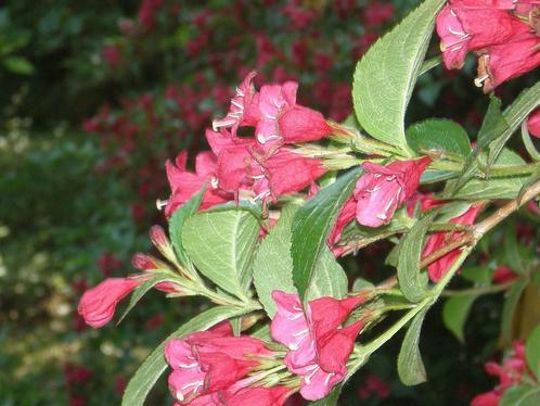 Weigela 'Bristol Ruby' , rode weigelia, Tuin en Terras, Planten | Tuinplanten, Overige soorten, Vaste plant, Ophalen of Verzenden