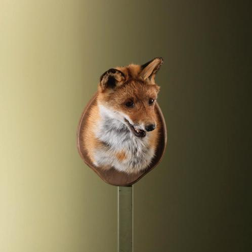 Vos Taxidermie Opgezette Dieren By Max, Verzamelen, Dierenverzamelingen, Opgezet dier, Nieuw, Wild dier, Ophalen of Verzenden