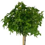 Bolamberboom - Liquidambar styraciflua Gum Ball - Omtrek: 8-, Ophalen of Verzenden