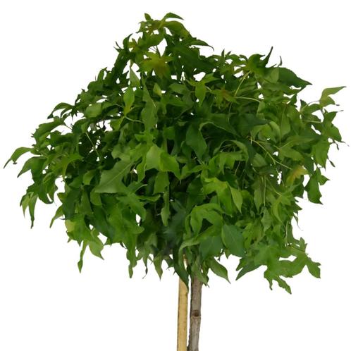 Bolamberboom - Liquidambar styraciflua Gumball - Omtrek: 8-1, Tuin en Terras, Planten | Bomen, Ophalen of Verzenden