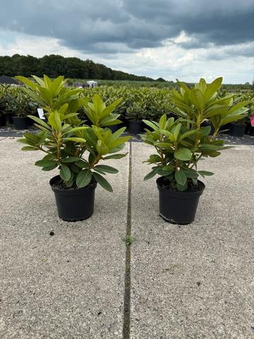 Rhododendrons – Mooie volle planten! beschikbaar voor biedingen