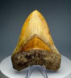 Megalodon - Fossiele tand - 13 cm - 10 cm, Verzamelen, Mineralen en Fossielen