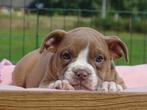Old English Bulldog pups! t Gezonde type., Parvo, Nederland, 8 tot 15 weken, Bulldog