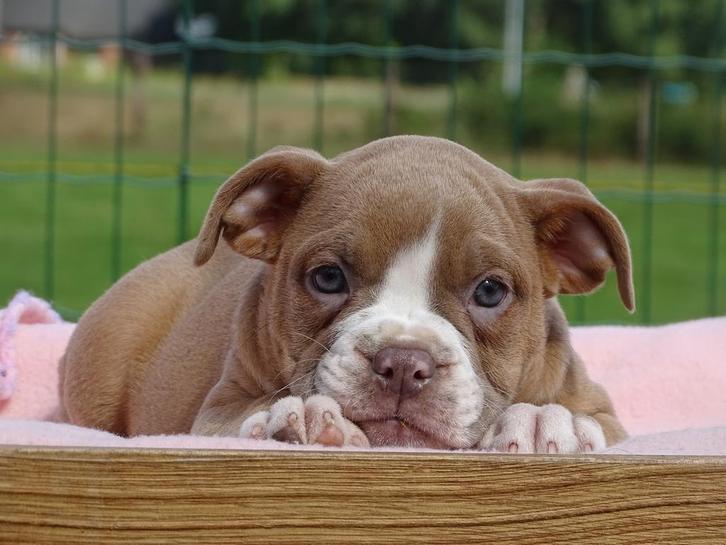 Old English Bulldog pups! t Gezonde type., Dieren en Toebehoren, Honden | Bulldogs, Pinschers en Molossers, Meerdere, Meerdere dieren