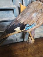 Vlaamse Gaai Taxidermie volledige montage - Garrulus, Nieuw