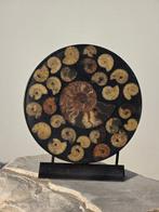 Ammoniet - Gefossiliseerde schelp - Aioloceras (Cleoniceras)