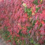 Parthenocissus quinquefolia - 60-80 cm, Tuin en Terras, Ophalen of Verzenden