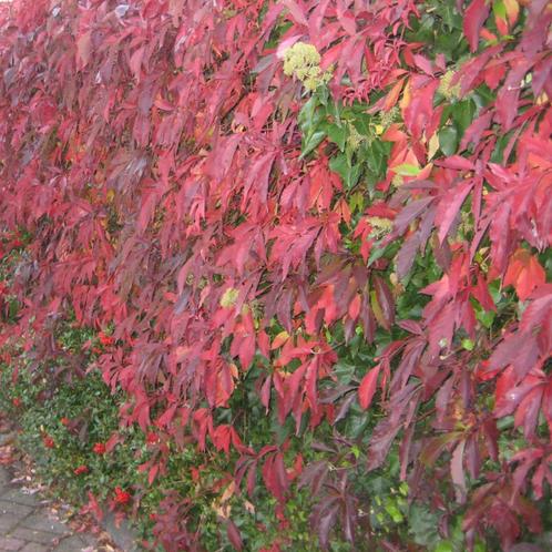 Parthenocissus quinquefolia - 60-80 cm, Tuin en Terras, Planten | Tuinplanten, Ophalen of Verzenden