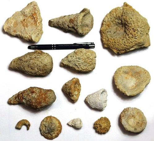 Een uitgebreide collectie fascinerende fossiele sponsen -, Verzamelen, Mineralen en Fossielen